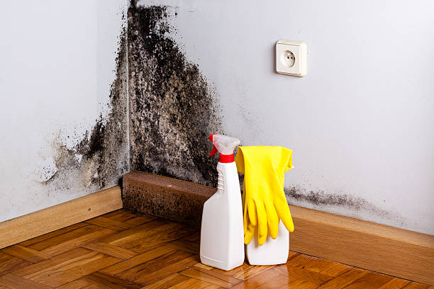 Best Mold Damage Repair  in USA